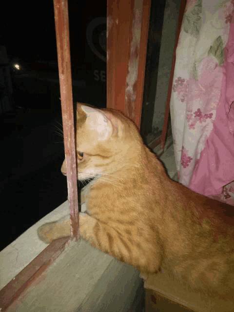 a cat is looking out a window with a sign that says se on it