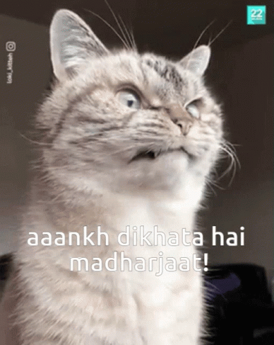 Madharjaat Cat Angry Cat GIF