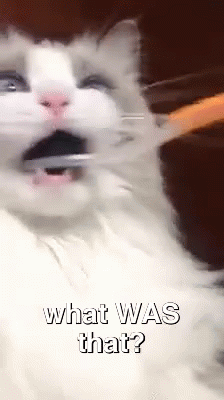 I Have Seent A Ghost GIF - Shockedcat Whatwasthat GIFs