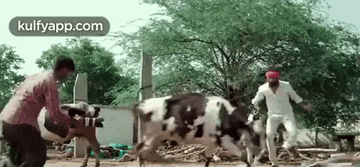 a man is standing next to a cow while another man takes a picture .