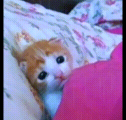 an orange and white cat laying on a bed