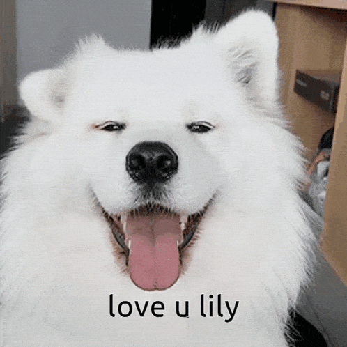 a white dog with its tongue out and the words love u lily on the bottom
