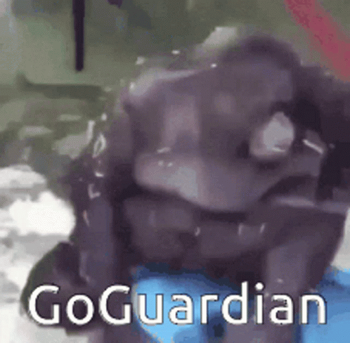 Go Guardian School GIF - Go Guardian School Zoom GIFs