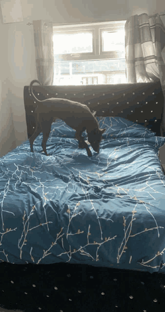 a dog is standing on top of a bed with a blue comforter