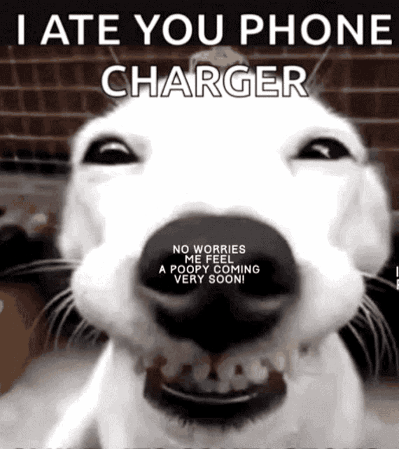 I Ate Your Phonr Charger Dog GIF - I Ate Your Phonr Charger Dog Dog Ate It GIFs