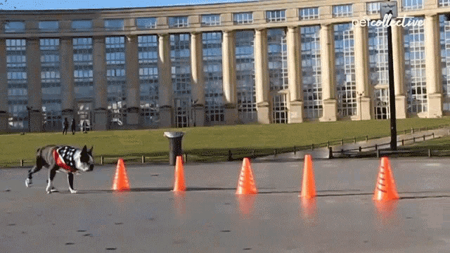 a dog wearing a red white and blue vest runs through orange cones in front of a building that says petcollective