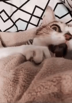 Dex Slap GIF - Dex Slap Cat GIFs