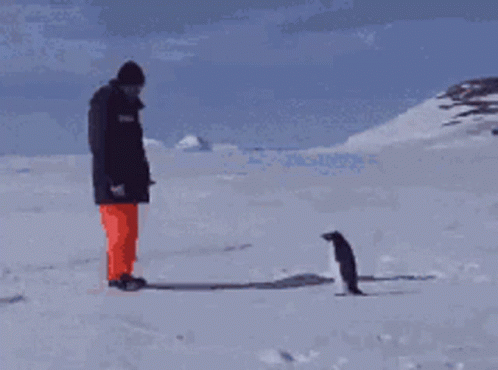 Penguin Chase GIF - Penguin Chase Angry GIFs