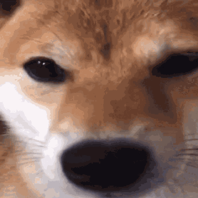 Dog Osu GIF - Dog Osu Fieryrage GIFs