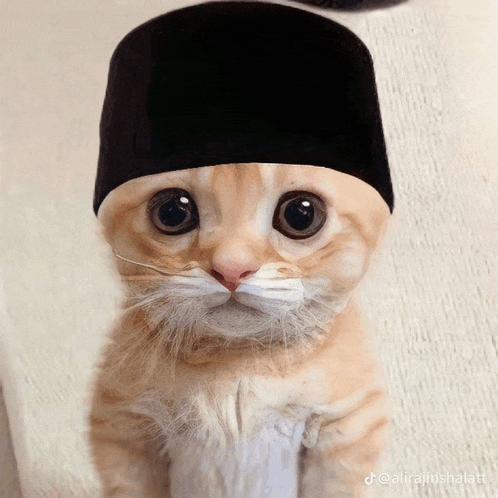 a cat wearing a black hat with the hashtag alirajushalat on the bottom