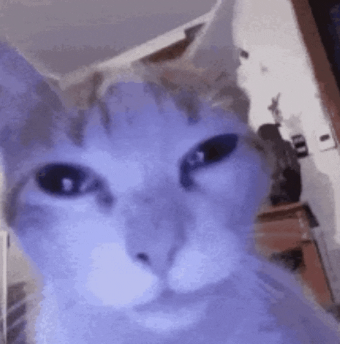a close up of a cat 's face with a blurry background .