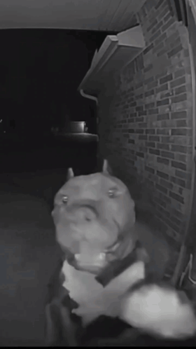 Pitbullknocksondoordoorbell Pitbull Dog GIF - Pitbullknocksondoordoorbell Pitbull Pitbull Dog GIFs