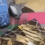 a blurred image of a cat sitting on a table