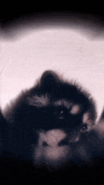 a close up of a black cat 's face with a white background