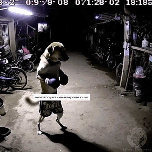 a dog is wearing boxing gloves and shorts that say ' jujit '