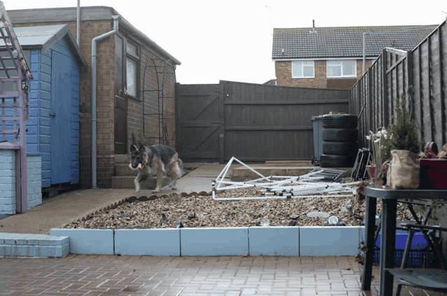 a german shepherd standing in a backyard next to a shed