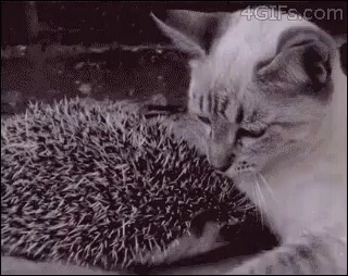 Hedgehogs Pillow GIF - Hedgehogs Pillow Cat GIFs