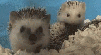 Yawn Hedgehog GIF