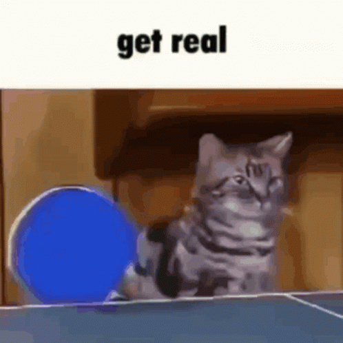 Get Real Cat GIF - Get Real Cat GIFs