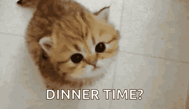 a kitten is sitting on the floor looking up at the camera and asking dinner time .