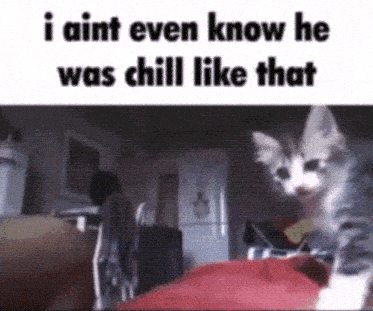 Cat Idk We Chil Like That GIF - Cat Idk We Chil Like That Chill GIFs