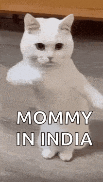 a white cat is standing on its hind legs and making a fist .