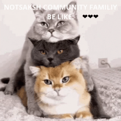 Notsaksh Community GIF - Notsaksh Community Cute GIFs