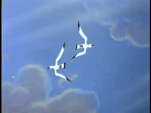 Gaivota Seagull GIF - Gaivota Seagull Birds GIFs