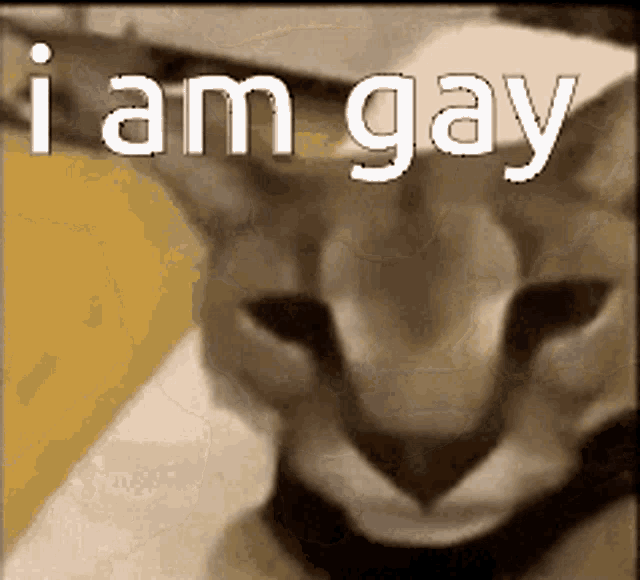 a close up of a cat 's face with the words i am gay written above it