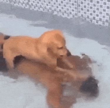 two dogs are playing in a pool of water and one of them is laying on top of the other .