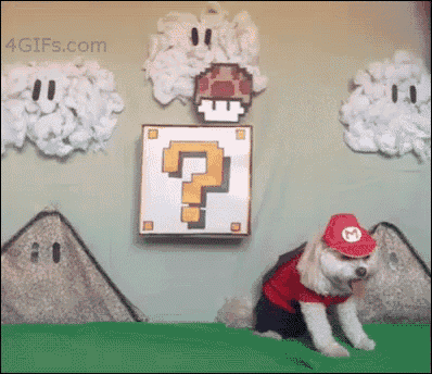 a dog in a mario costume is standing in front of a wall with a question mark on it