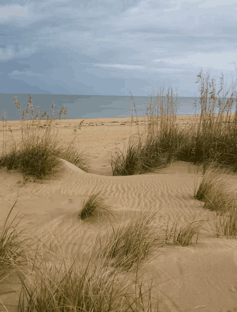 a sandy beach with tall grass growing out of the sand