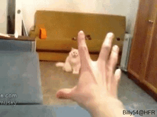 Force Cat GIF - Force Cat Roll GIFs