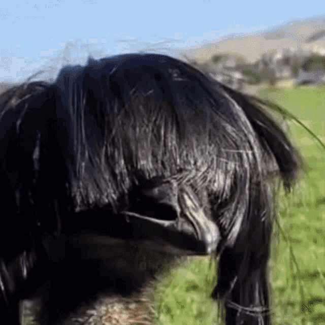 a close up of a horse 's head with a very long mane