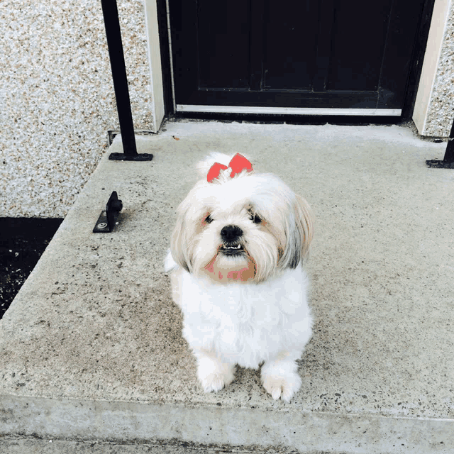 a small white dog wearing a red bow on its head