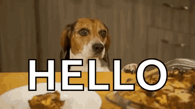 a beagle dog is sitting at a table looking at a plate of food and says hello .