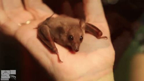 Bat GIF - Animals Bat Baby GIFs