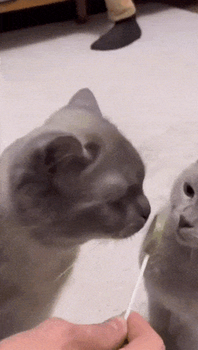 two cats are playing with a person 's hand