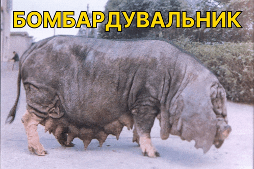 a picture of a cow with the words bombarduvalnik in yellow letters
