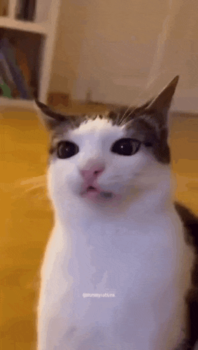 Cat Beep GIF - Cat Beep GIFs