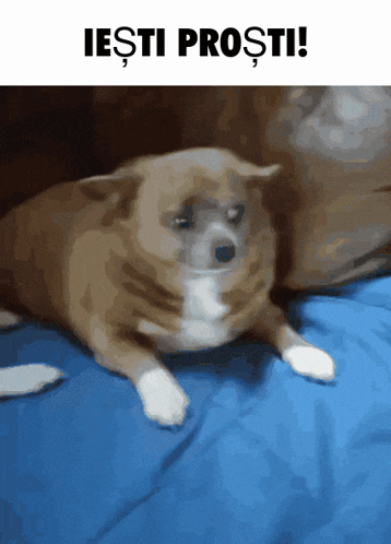 a picture of a dog laying on a bed with the words iesti prosti