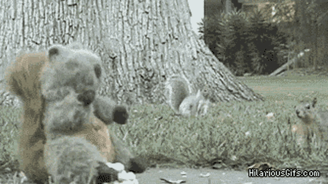 Squirrel Attack GIF - Squirrel Attack GIFs