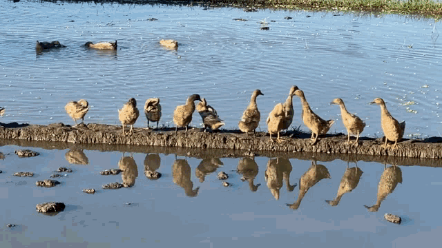 Getting Your Ducks In A Row Ducks GIF - Getting Your Ducks In A Row Ducks In A Row Ducks GIFs