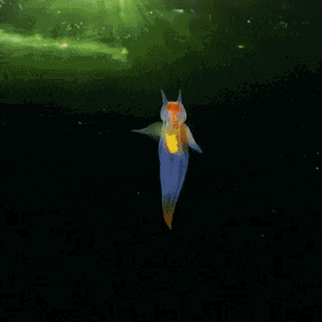 Colorful Sea Creature GIF - Colorful Sea Creature Glowing GIFs