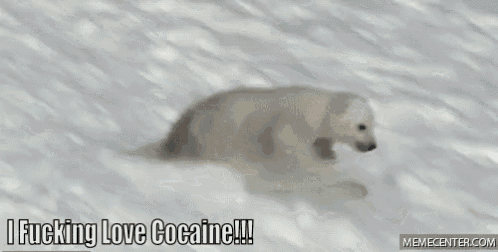 a polar bear is running through the snow with the caption i fucking love cocaine !!!