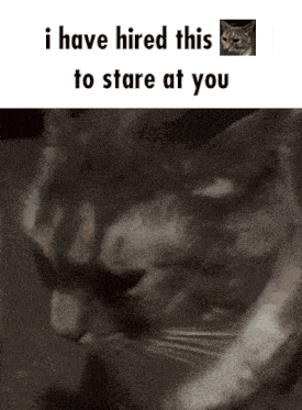 Cat Stare Staring GIF - Cat Stare Cat Staring GIFs