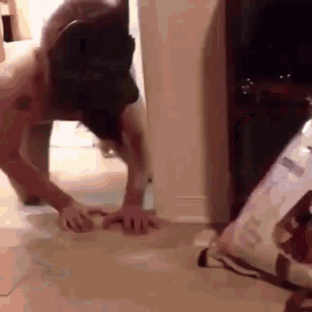 Cat Scare GIF - Cat Scare Dog GIFs