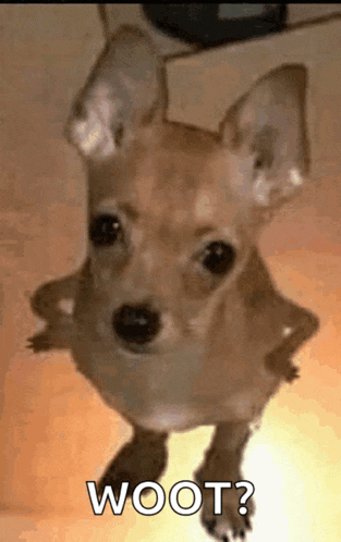 a small brown dog is standing on its hind legs and looking at the camera with the words woot written on the bottom .
