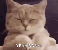 a cat is sitting on a couch with its eyes closed and its paws crossed .