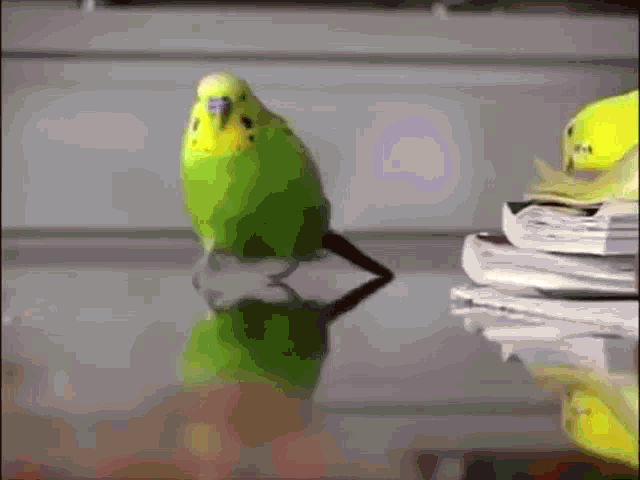 Kuş GIF - Kuş GIFs